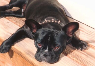 Woof!